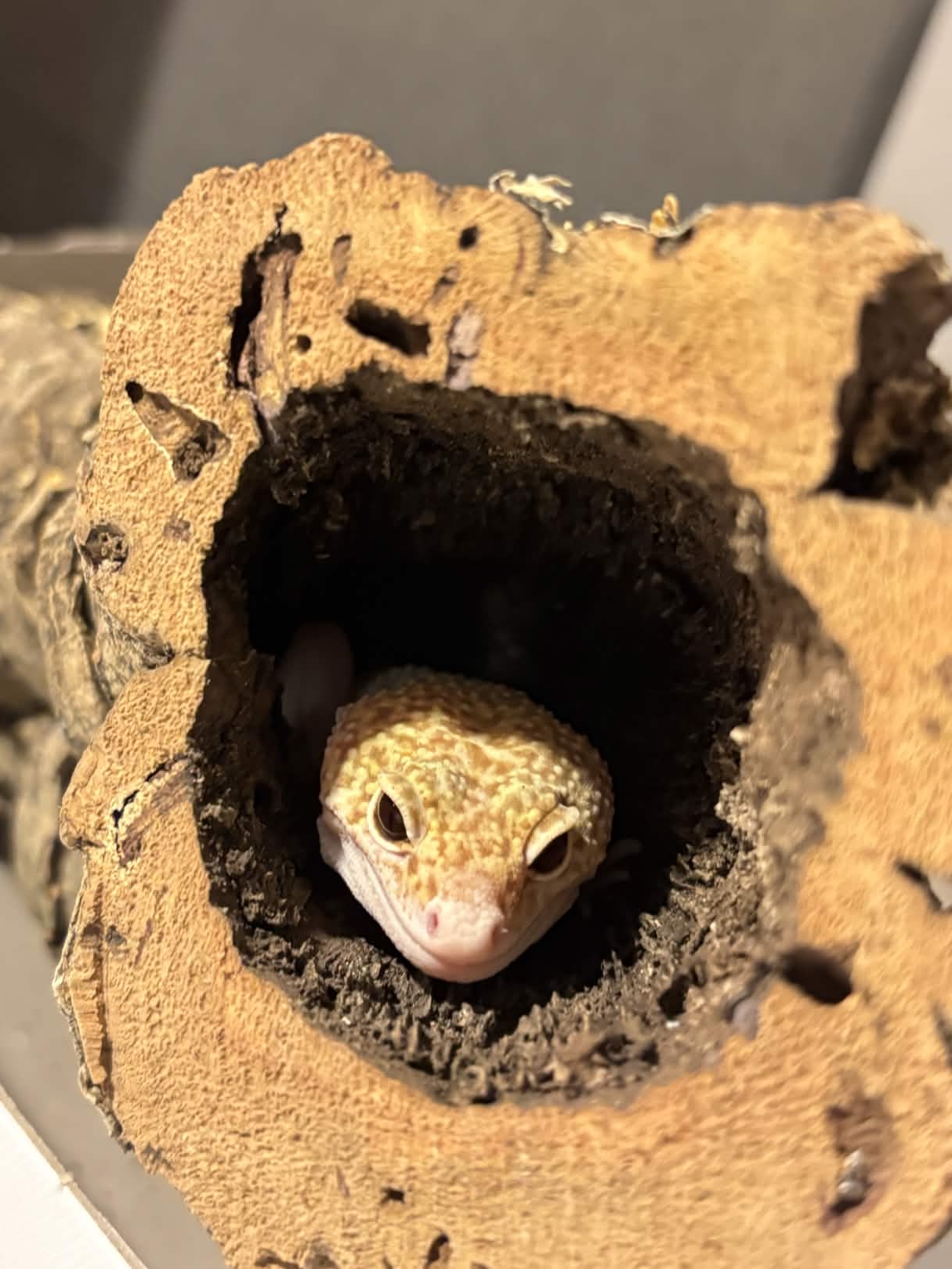 Leopardgecko Giga