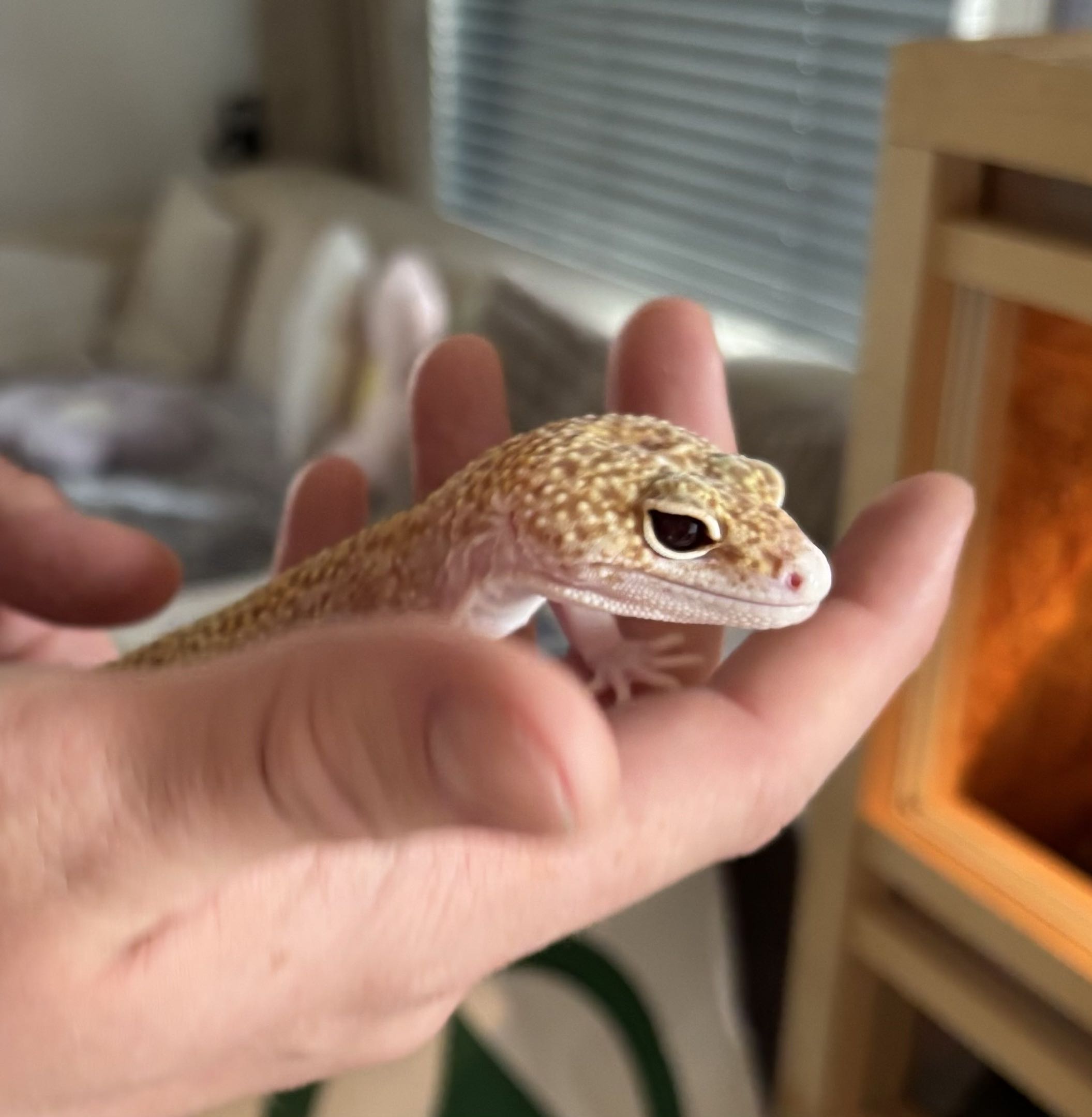 Leopardgecko Giga