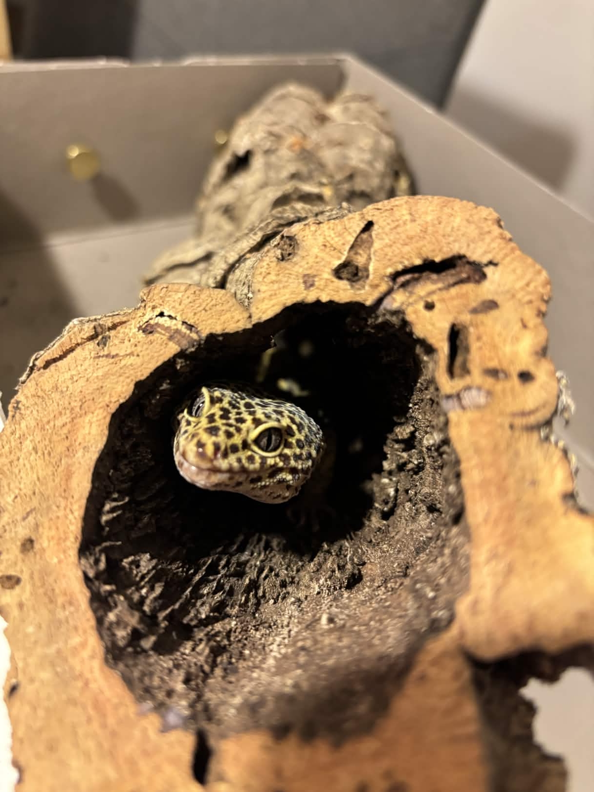 Leopardgecko aus unserer Zucht