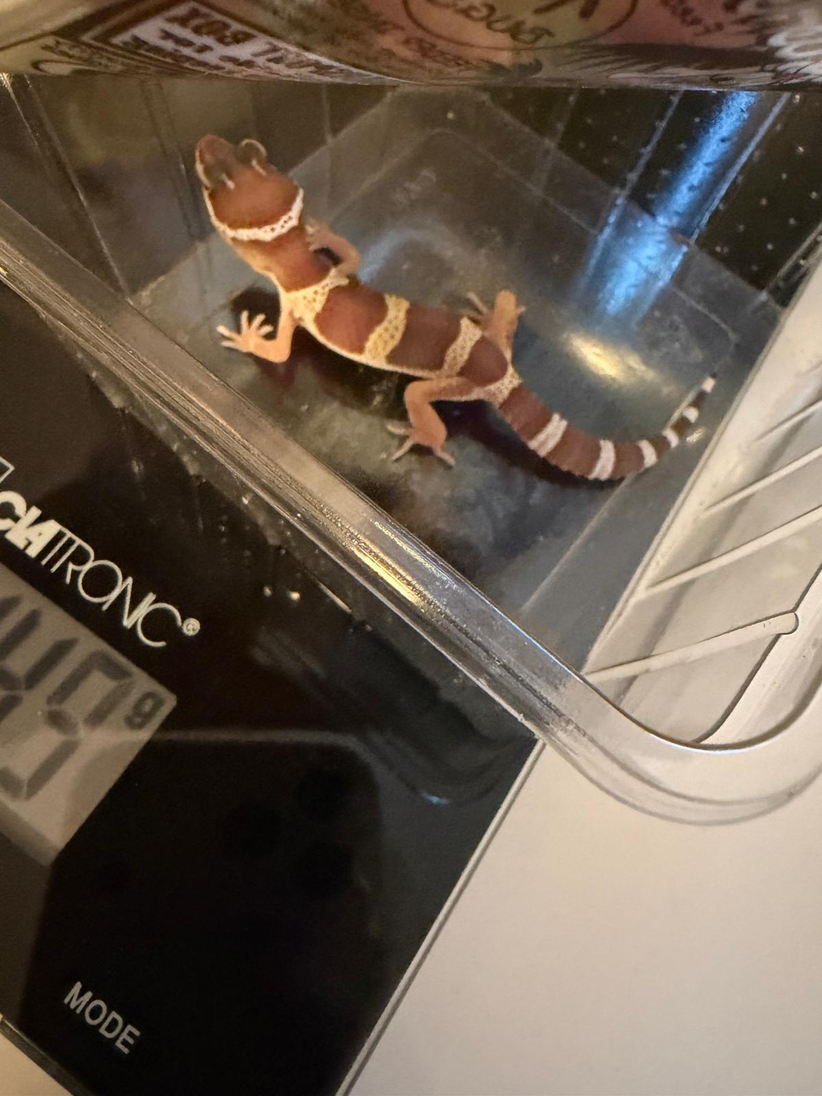 Leopardgecko Nachzucht