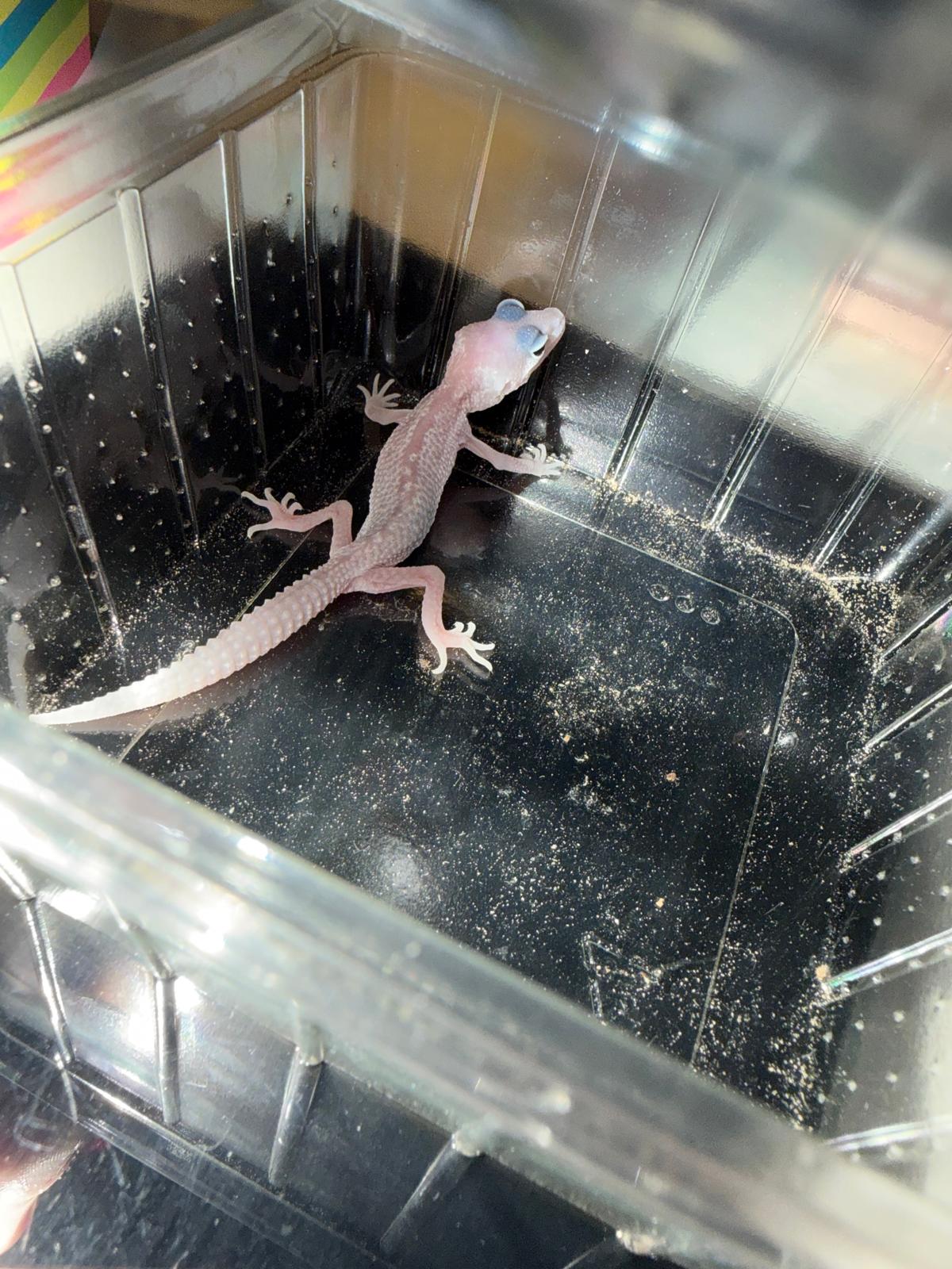 Junger Leopardgecko