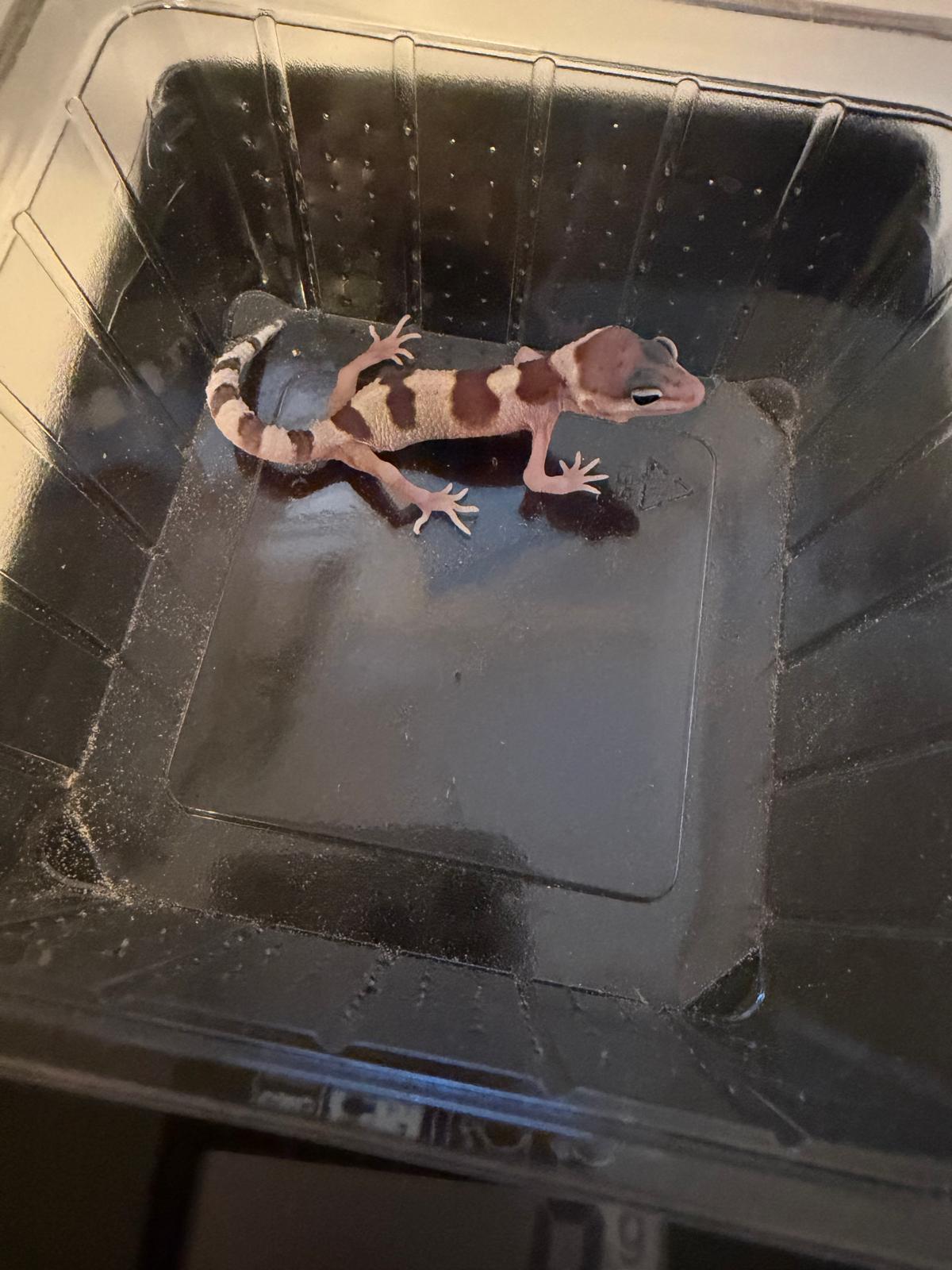 Leopardgecko Nachzucht 3
