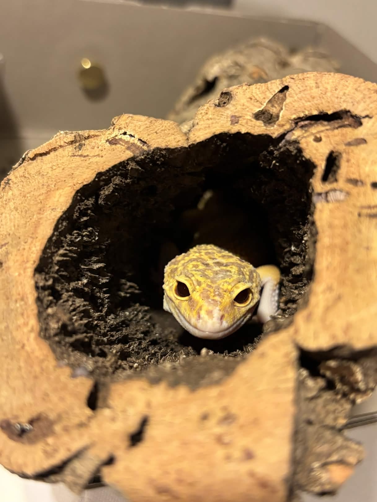 Weiterer Leopardgecko aus unserer Zucht